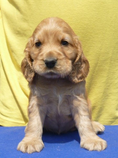 2. Gapy pod Ořechem-růžová.JPG